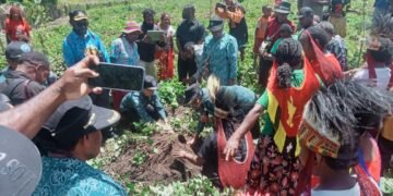 Polsek Asologaima Hadir dan Amankan Panen Raya Ubi Jalar di Wamena