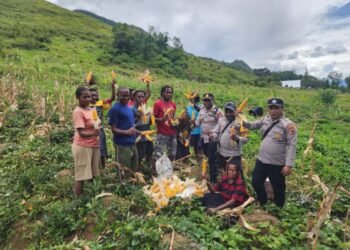 Polsek Kurulu Laksanakan Panen Jagung Program Ketahanan Pangan Kuartal III