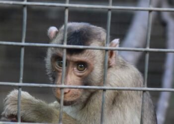 Aniaya Satwa Dilindungi, Dua Warga di Malaka Diamankan Oleh Polres Malaka