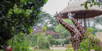Suasana Kebun Binatang Bandung Kondusif, Satwa Terpantau Aktif