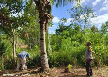 Polsek Elikobel Tertibkan Produksi Miras Lokal, Puluhan Liter Sagero Dimusnahkan di Kampung Tof-Tof