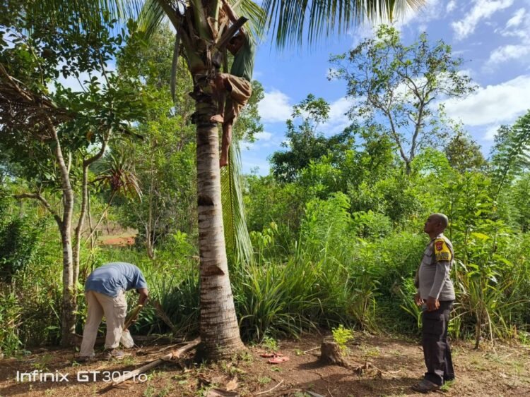 Polsek Elikobel Tertibkan Produksi Miras Lokal, Puluhan Liter Sagero Dimusnahkan di Kampung Tof-Tof