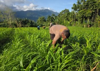 Polres Jayapura Optimalkan Ketahanan Pangan, Laksanakan Pemupukan Tanaman Jagung di Doyo Lama