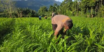 Polres Jayapura Optimalkan Ketahanan Pangan, Laksanakan Pemupukan Tanaman Jagung di Doyo Lama