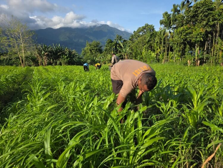 Polres Jayapura Optimalkan Ketahanan Pangan, Laksanakan Pemupukan Tanaman Jagung di Doyo Lama