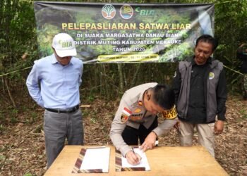 Polsek Muting Bersinergi dengan KSDA Lepasliarkan Satwa Dilindungi di Rawa Bian