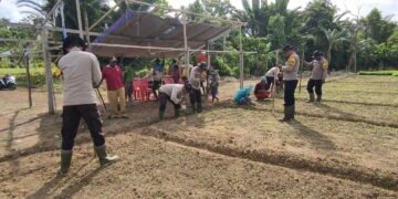Polsek Bonggo Dorong Ketahanan Pangan, Bersama Petani Tanam Kacang Tanah di Kampung Rotea