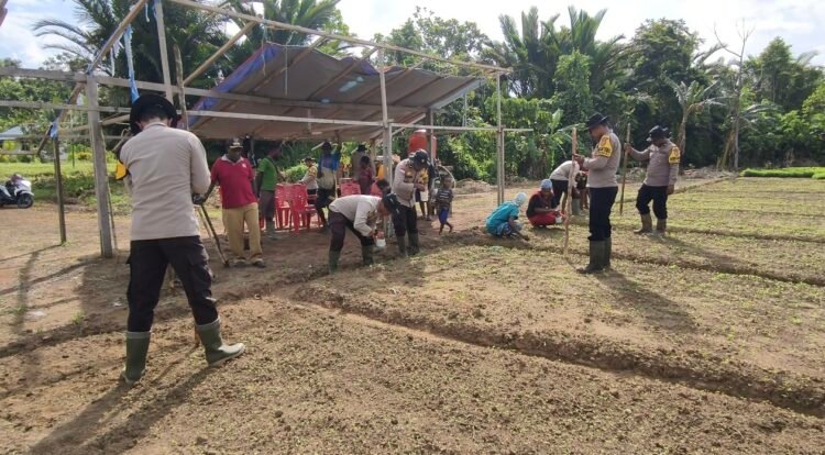 Polsek Bonggo Dorong Ketahanan Pangan, Bersama Petani Tanam Kacang Tanah di Kampung Rotea