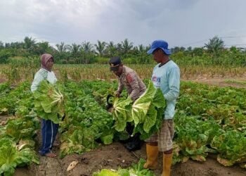 Polsek Muara Tami Sambangi Kelompok Tani Koya Barat, Perkuat Ketahanan Pangan Masyarakat