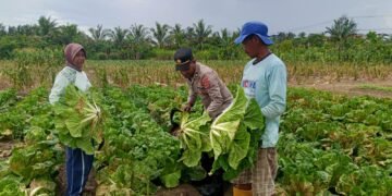 Polsek Muara Tami Sambangi Kelompok Tani Koya Barat, Perkuat Ketahanan Pangan Masyarakat