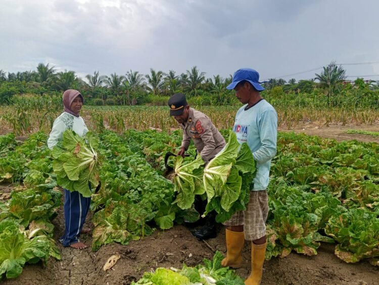 Polsek Muara Tami Sambangi Kelompok Tani Koya Barat, Perkuat Ketahanan Pangan Masyarakat