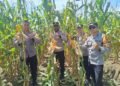Dukung Ketahanan Pangan, Bhabinkamtibmas Polsek Muara Tami Cek Lahan Jagung Binaan di Koya Barat