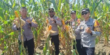 Dukung Ketahanan Pangan, Bhabinkamtibmas Polsek Muara Tami Cek Lahan Jagung Binaan di Koya Barat