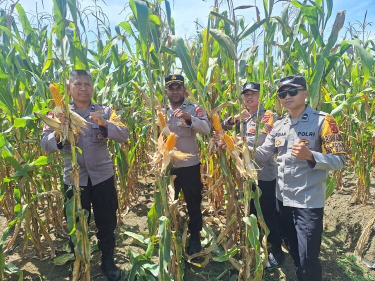 Dukung Ketahanan Pangan, Bhabinkamtibmas Polsek Muara Tami Cek Lahan Jagung Binaan di Koya Barat