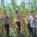 Dukung Ketahanan Pangan, Bhabinkamtibmas Polsek Muara Tami Cek Lahan Jagung Binaan di Koya Barat