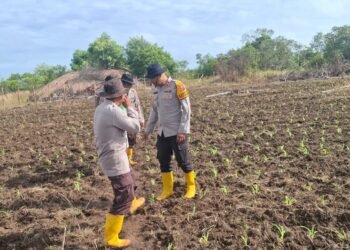 Polsek Jagebob Salurkan Bantuan Pupuk dan Dampingi Pemupukan Jagung di Kampung Mimi Baru 