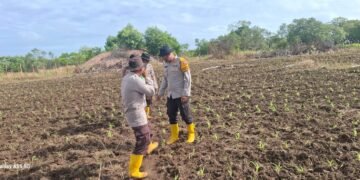 Polsek Jagebob Salurkan Bantuan Pupuk dan Dampingi Pemupukan Jagung di Kampung Mimi Baru 