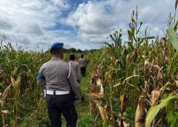 Dukung Ketahanan Pangan, Polsek Jagebob Pastikan Jagung Binaan Siap Panen