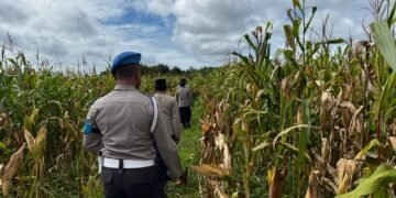 Dukung Ketahanan Pangan, Polsek Jagebob Pastikan Jagung Binaan Siap Panen