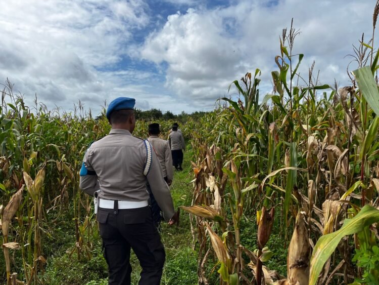 Dukung Ketahanan Pangan, Polsek Jagebob Pastikan Jagung Binaan Siap Panen