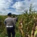 Dukung Ketahanan Pangan, Polsek Jagebob Pastikan Jagung Binaan Siap Panen