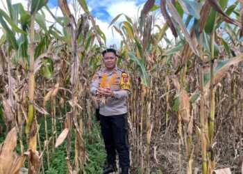 Dukung Swasembada Pangan, Polsek Muting Bersama Warga Panen Jagung Di Distrik Ulilin 