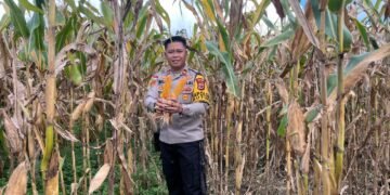 Dukung Swasembada Pangan, Polsek Muting Bersama Warga Panen Jagung Di Distrik Ulilin 