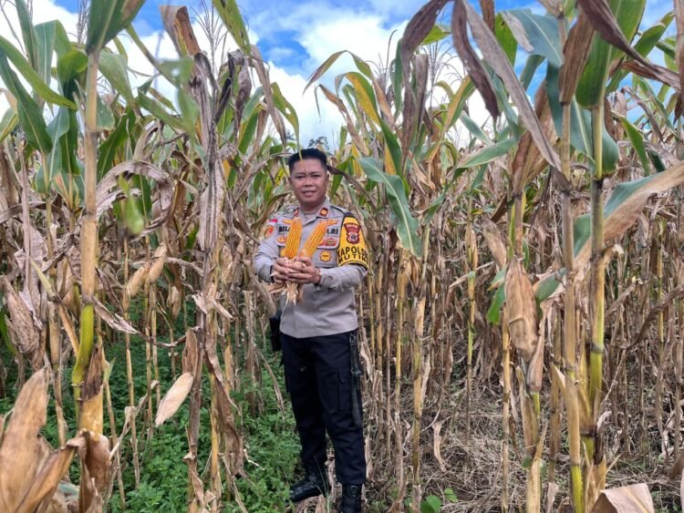 Dukung Swasembada Pangan, Polsek Muting Bersama Warga Panen Jagung Di Distrik Ulilin 