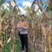 Dukung Swasembada Pangan, Polsek Muting Bersama Warga Panen Jagung Di Distrik Ulilin 