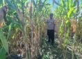 Polsek Nimbokrang Monitoring Persiapan Panen Jagung untuk Dukung Ketahanan Pangan Nasional
