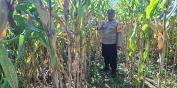 Polsek Nimbokrang Monitoring Persiapan Panen Jagung untuk Dukung Ketahanan Pangan Nasional