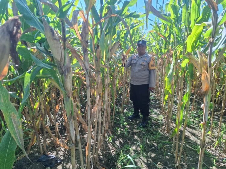 Polsek Nimbokrang Monitoring Persiapan Panen Jagung untuk Dukung Ketahanan Pangan Nasional