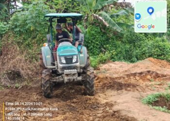 Dukung Ketahanan Pangan, Polsek Kurik Manfaatkan Lahan Produktif untuk Penanaman Jagung dan Rumput Gajah 