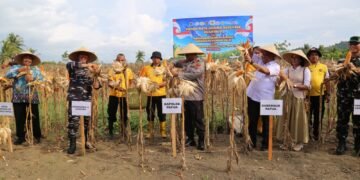 Polda Papua Gelar Panen Raya Jagung Kuartal II dan Dukung Program Ketahanan Pangan Nasional