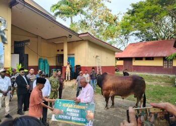 Polres Merauke Hadiri Penyerahan Sapi Banmas Presiden RI, Wujud Kepedulian Menjelang Idul Adha 