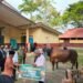 Polres Merauke Hadiri Penyerahan Sapi Banmas Presiden RI, Wujud Kepedulian Menjelang Idul Adha 