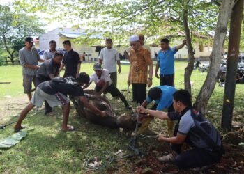 Peringati Idul Adha 1447 Hijriah, Polres Keerom Tebar Kepedulian Melalui Penyembelihan Hewan Kurban
