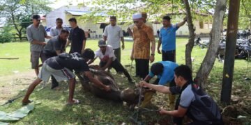 Peringati Idul Adha 1447 Hijriah, Polres Keerom Tebar Kepedulian Melalui Penyembelihan Hewan Kurban