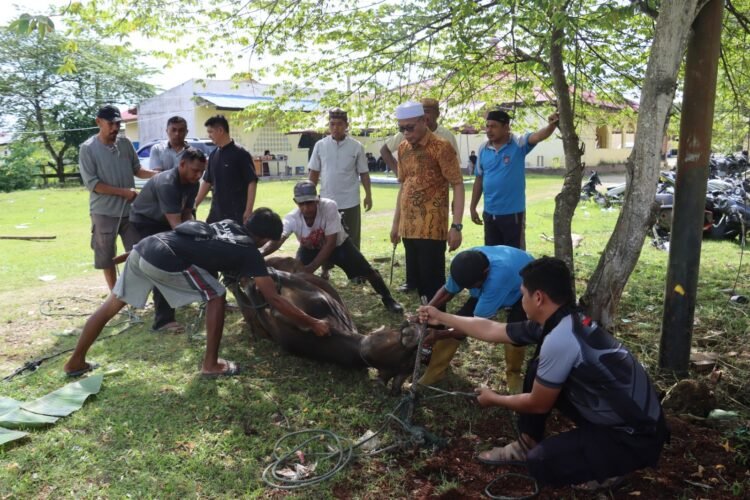 Peringati Idul Adha 1447 Hijriah, Polres Keerom Tebar Kepedulian Melalui Penyembelihan Hewan Kurban
