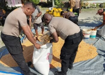 Polres Jayapura Lanjutkan Pengolahan Hasil Panen Jagung, Perkuat Program Ketahanan Pangan Nasional