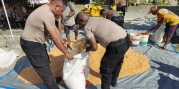Polres Jayapura Lanjutkan Pengolahan Hasil Panen Jagung, Perkuat Program Ketahanan Pangan Nasional