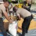 Polres Jayapura Lanjutkan Pengolahan Hasil Panen Jagung, Perkuat Program Ketahanan Pangan Nasional