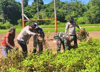 Panen Kedua Kacang Tanah, Polsek Bonggo Perkuat Ketahanan Pangan Bersama Kelompok Tani Papua Nusantara