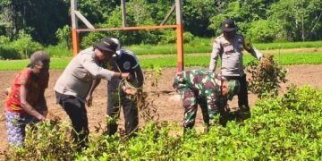 Panen Kedua Kacang Tanah, Polsek Bonggo Perkuat Ketahanan Pangan Bersama Kelompok Tani Papua Nusantara