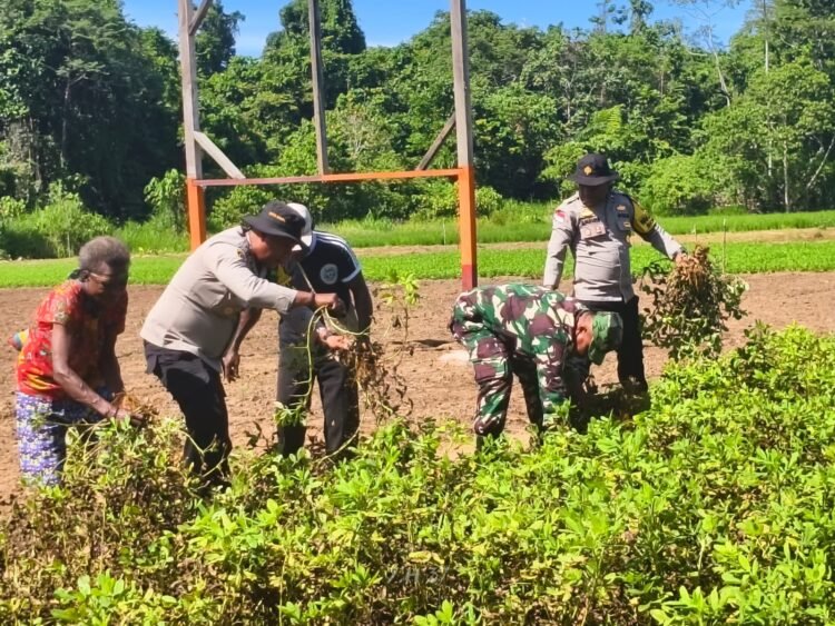 Panen Kedua Kacang Tanah, Polsek Bonggo Perkuat Ketahanan Pangan Bersama Kelompok Tani Papua Nusantara