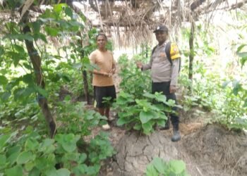 Bhabinkamtibmas Kampung Teri Hadir di Tengah Warga, Ingatkan Kamtibmas dan Karhutla  Papua – Dalam upaya menjaga situasi keamanan dan ketertiban masyarakat (Kamtibmas) tetap aman dan kondusif, Bhabinkamtibmas Kampung Teri Polsek Kimaam, Aiptu Ferdinan, melaksanakan kegiatan Door to Door System (DDS) dengan menyambangi warga di Kampung Teri, Distrik Kimaam, Kabupaten Merauke, Jumat (18/9/2026).  Dalam kegiatan tersebut, Aiptu Ferdinan menyambangi Kepala Kampung Teri, Thomas Wacika, serta sejumlah warga di rumah masing-masing, anak-anak sekolah dan masyarakat yang tengah melaksanakan aktivitas sehari-hari.  Kunjungan tersebut dimanfaatkan Bhabinkamtibmas untuk berdialog langsung dengan Kepala Kampung dan masyarakat guna mengetahui perkembangan situasi Kamtibmas sekaligus mendengarkan berbagai kondisi yang dihadapi warga, khususnya memasuki musim kemarau.  Kepala Kampung Teri menyampaikan bahwa aktivitas masyarakat saat ini masih didominasi kegiatan berkebun serta persiapan lahan untuk tanaman umbi-umbian yang bersumber dari anggaran Dana Kampung Teri. Namun, kondisi musim kemarau mulai berdampak terhadap ketersediaan air bersih bagi masyarakat.  Sebagian warga bahkan harus menempuh jarak cukup jauh untuk memperoleh air yang digunakan dalam memenuhi kebutuhan sehari-hari, termasuk untuk kebutuhan air minum.  Menanggapi kondisi tersebut, Bhabinkamtibmas mengajak masyarakat untuk terus menjaga keamanan dan ketertiban lingkungan serta meningkatkan kepedulian terhadap kondisi sekitar. Warga juga diingatkan agar tidak melakukan pembakaran hutan maupun lahan, terutama saat musim kemarau, karena kondisi kering dapat menyebabkan api mudah menyebar dan berpotensi membahayakan lingkungan serta keselamatan masyarakat.  “Kami mengajak seluruh masyarakat Kampung Teri untuk bersama-sama menjaga keamanan dan ketertiban lingkungan, meningkatkan kepedulian terhadap kondisi sekitar, serta tidak melakukan pembakaran hutan maupun lahan, terutama di tengah musim kemarau yang dapat menyebabkan api mudah menyebar dan membahayakan keselamatan masyarakat. Kami juga mengimbau apabila terdapat gangguan Kamtibmas atau permasalahan di lingkungan kampung agar segera berkoordinasi dengan aparat keamanan sehingga dapat ditangani bersama,” ujar Bhabinkamtibmas Kampung Teri Polsek Kimaam, Aiptu Ferdinan.  Selain itu, Kepala Kampung dan masyarakat diimbau untuk segera berkoordinasi dengan aparat keamanan apabila menemukan adanya gangguan Kamtibmas maupun permasalahan lain yang berpotensi mengganggu keamanan dan ketertiban di Kampung Teri.  Kegiatan DDS dan sambang warga tersebut berlangsung aman, lancar dan kondusif. Kehadiran Bhabinkamtibmas di tengah masyarakat menjadi bagian dari upaya Polri memperkuat komunikasi dan kemitraan dengan warga, sekaligus mendengarkan secara langsung berbagai persoalan yang dihadapi masyarakat di tingkat kampung.(dv)