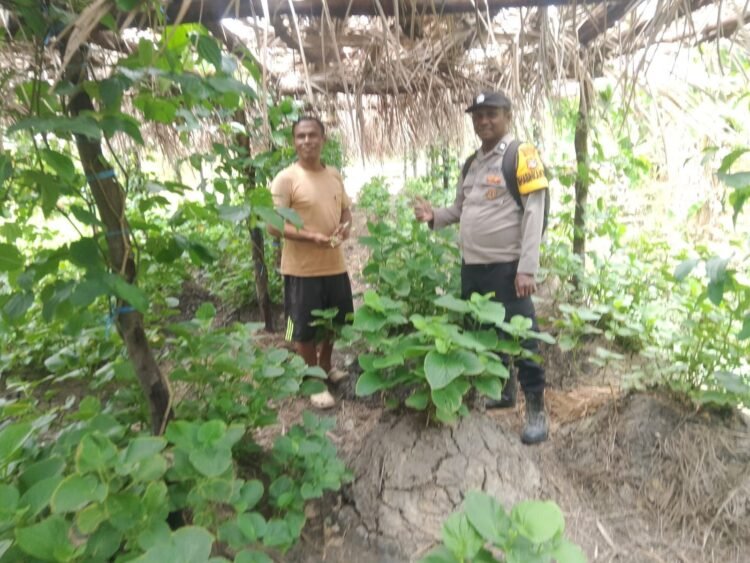 Bhabinkamtibmas Kampung Teri Hadir di Tengah Warga, Ingatkan Kamtibmas dan Karhutla  Papua – Dalam upaya menjaga situasi keamanan dan ketertiban masyarakat (Kamtibmas) tetap aman dan kondusif, Bhabinkamtibmas Kampung Teri Polsek Kimaam, Aiptu Ferdinan, melaksanakan kegiatan Door to Door System (DDS) dengan menyambangi warga di Kampung Teri, Distrik Kimaam, Kabupaten Merauke, Jumat (18/9/2026).  Dalam kegiatan tersebut, Aiptu Ferdinan menyambangi Kepala Kampung Teri, Thomas Wacika, serta sejumlah warga di rumah masing-masing, anak-anak sekolah dan masyarakat yang tengah melaksanakan aktivitas sehari-hari.  Kunjungan tersebut dimanfaatkan Bhabinkamtibmas untuk berdialog langsung dengan Kepala Kampung dan masyarakat guna mengetahui perkembangan situasi Kamtibmas sekaligus mendengarkan berbagai kondisi yang dihadapi warga, khususnya memasuki musim kemarau.  Kepala Kampung Teri menyampaikan bahwa aktivitas masyarakat saat ini masih didominasi kegiatan berkebun serta persiapan lahan untuk tanaman umbi-umbian yang bersumber dari anggaran Dana Kampung Teri. Namun, kondisi musim kemarau mulai berdampak terhadap ketersediaan air bersih bagi masyarakat.  Sebagian warga bahkan harus menempuh jarak cukup jauh untuk memperoleh air yang digunakan dalam memenuhi kebutuhan sehari-hari, termasuk untuk kebutuhan air minum.  Menanggapi kondisi tersebut, Bhabinkamtibmas mengajak masyarakat untuk terus menjaga keamanan dan ketertiban lingkungan serta meningkatkan kepedulian terhadap kondisi sekitar. Warga juga diingatkan agar tidak melakukan pembakaran hutan maupun lahan, terutama saat musim kemarau, karena kondisi kering dapat menyebabkan api mudah menyebar dan berpotensi membahayakan lingkungan serta keselamatan masyarakat.  “Kami mengajak seluruh masyarakat Kampung Teri untuk bersama-sama menjaga keamanan dan ketertiban lingkungan, meningkatkan kepedulian terhadap kondisi sekitar, serta tidak melakukan pembakaran hutan maupun lahan, terutama di tengah musim kemarau yang dapat menyebabkan api mudah menyebar dan membahayakan keselamatan masyarakat. Kami juga mengimbau apabila terdapat gangguan Kamtibmas atau permasalahan di lingkungan kampung agar segera berkoordinasi dengan aparat keamanan sehingga dapat ditangani bersama,” ujar Bhabinkamtibmas Kampung Teri Polsek Kimaam, Aiptu Ferdinan.  Selain itu, Kepala Kampung dan masyarakat diimbau untuk segera berkoordinasi dengan aparat keamanan apabila menemukan adanya gangguan Kamtibmas maupun permasalahan lain yang berpotensi mengganggu keamanan dan ketertiban di Kampung Teri.  Kegiatan DDS dan sambang warga tersebut berlangsung aman, lancar dan kondusif. Kehadiran Bhabinkamtibmas di tengah masyarakat menjadi bagian dari upaya Polri memperkuat komunikasi dan kemitraan dengan warga, sekaligus mendengarkan secara langsung berbagai persoalan yang dihadapi masyarakat di tingkat kampung.(dv)