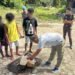 Sat Narkoba Polresta Musnahkan 1,18 Kilogram Ganja Hasil Pengungkapan Dua Kasus Narkotika